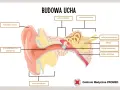 Schemat budowy ucha. Widoczna małżowina uszna, przewód słuchowy, ucho środkowe, wewnętrzne, ślimak i płatek ucha.