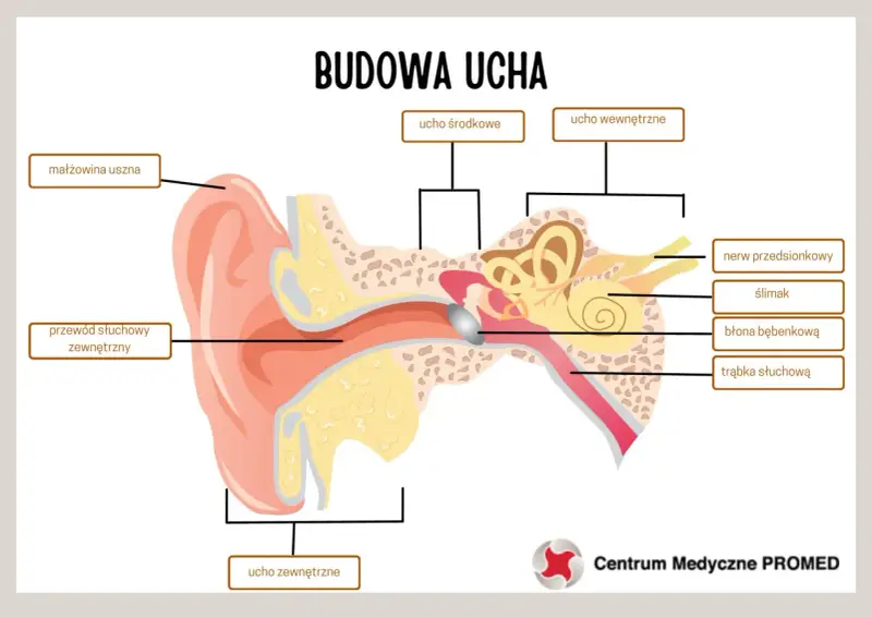 Schemat budowy ucha. Widoczna małżowina uszna, przewód słuchowy, ucho środkowe, wewnętrzne, ślimak i płatek ucha.